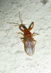 Enicocephalidae
