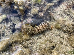 Gonodactylus chiragra