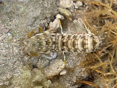 Gonodactylus chiragra