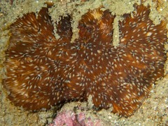 Cycloseris explanulata