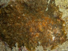 Cycloseris explanulata