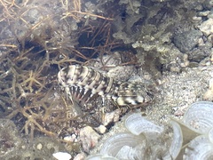 Gonodactylus chiragra