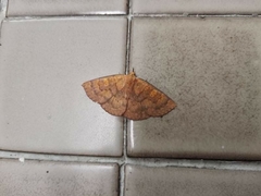 Sarobides inconclusa