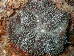 Lobophyllia flabelliformis