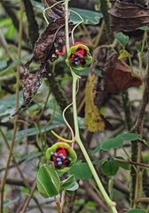 Tropaeolaceae