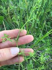 Galium tinctorium