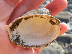 Concholepas concholepas