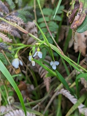 Libertia colombiana