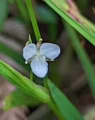Libertia colombiana
