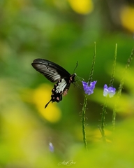 Pachliopta pandiyana