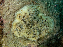 Cycloseris mokai