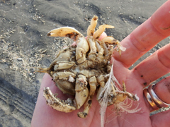 Pseudocorystes sicarius