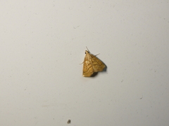 Chilozela trapeziana