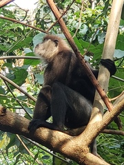 Semnopithecus vetulus