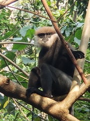 Semnopithecus vetulus