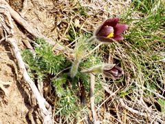 Pulsatilla rubra