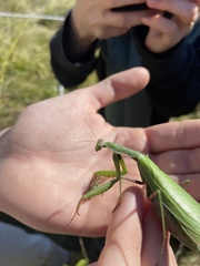 Mantis religiosa