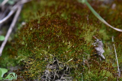 Weissia