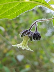 Jaltomata viridiflora