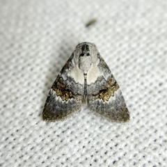 Acatapaustus leucospila