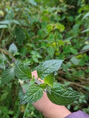 Jaltomata viridiflora