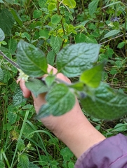 Jaltomata viridiflora