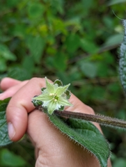 Jaltomata viridiflora