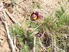 Pulsatilla rubra