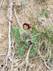 Pulsatilla rubra