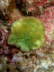 Ctenactis
