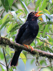 Turdus flavipes
