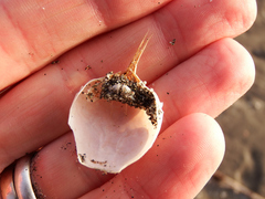 Pseudocorystes sicarius