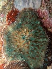 Ctenactis