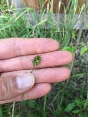 Carex leavenworthii