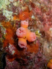 Cladopsammia gracilis