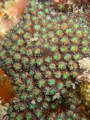 Galaxea astreata