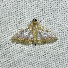 Agrioglypta zelimalis