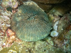 Pleuractis granulosa