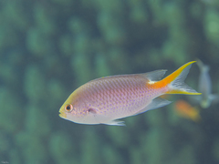 Neopomacentrus miryae