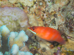 Pseudocheilinus evanidus