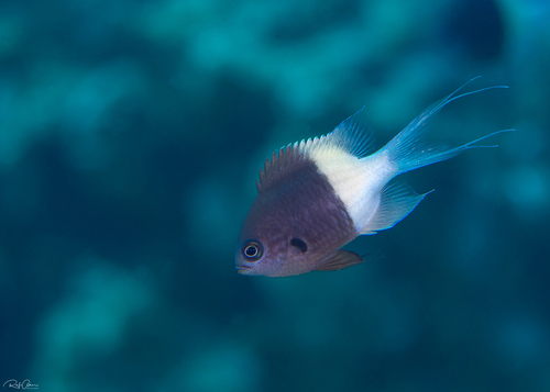 Red Sea Half-and-half Chromis
