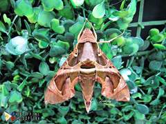 Daphnis hypothous crameri