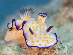 Hypselodoris pulchella