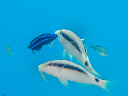 Fourline wrasse (Larabicus quadrilineatus) — Labridae — 4