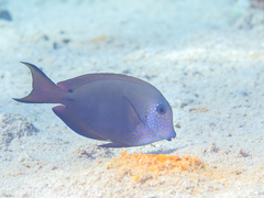 Acanthurus nigrofuscus
