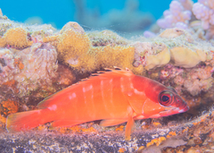 Epinephelus fasciatus