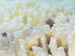 Thalassoma rueppellii