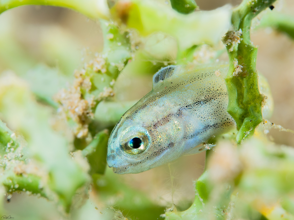 Blackline fangblenny (Meiacanthus nigrolineatus) — Blenniidae