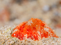 Sclerodoris tuberculata