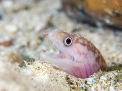 Gymnothorax pharaonis